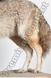 Wolf leg photo reference 0004